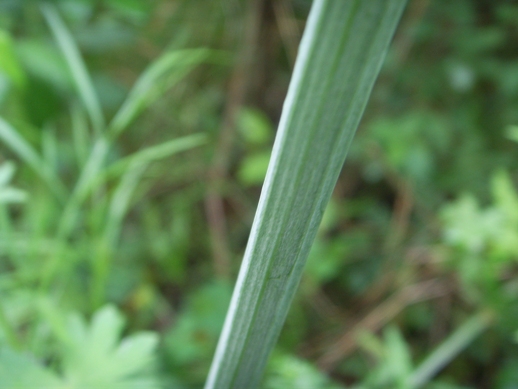 Oenanthe pimpinelloides / Finocchio acquatico comune